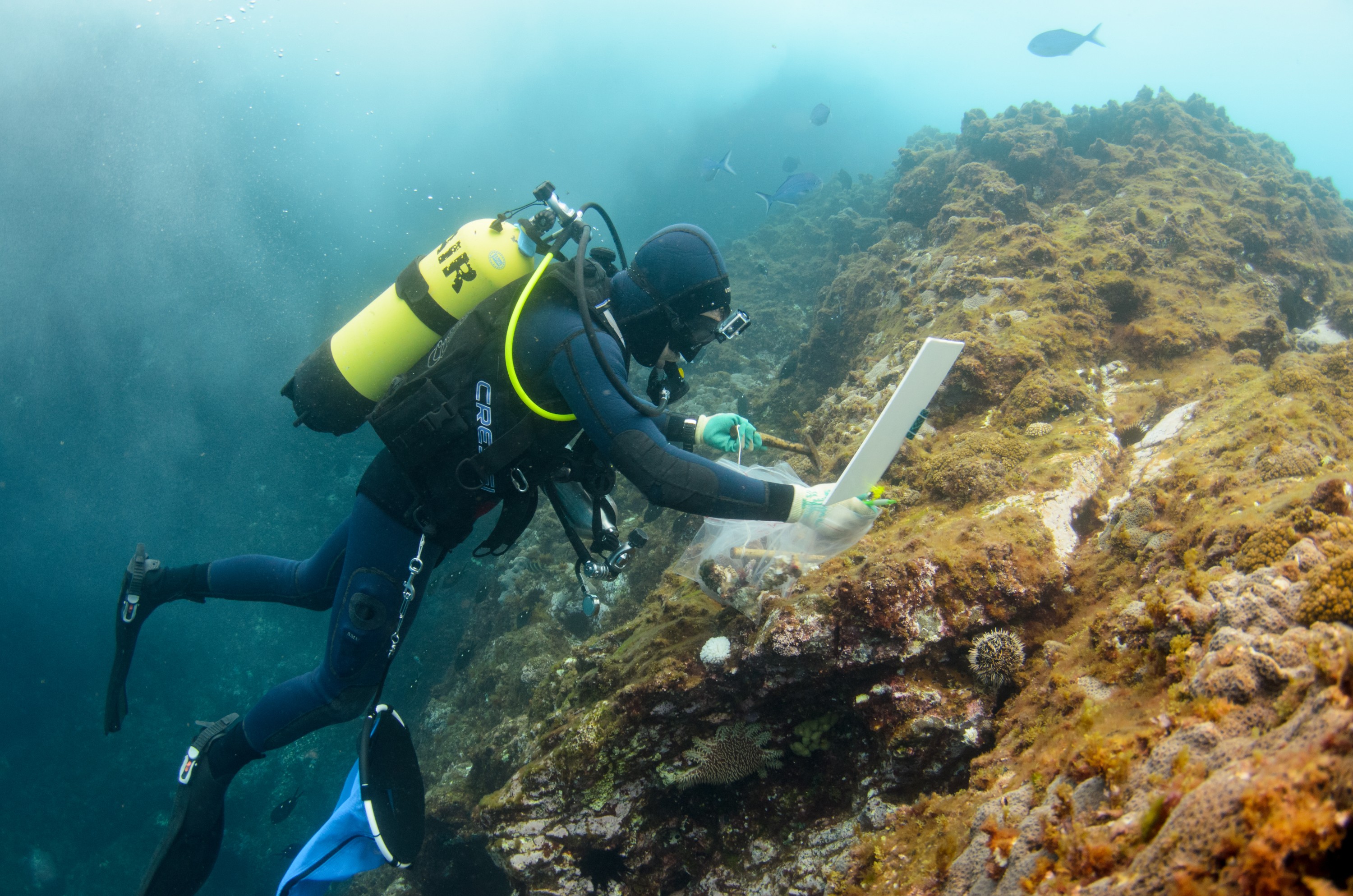 DSC_0844 – 2016, Kermadec, NIWA, New, October 16, RV, Zealand, crispin, expedition, kermadecs, marine, nz, ocean, reserve, sanctuary, seacology, seacologynz, tangaroa